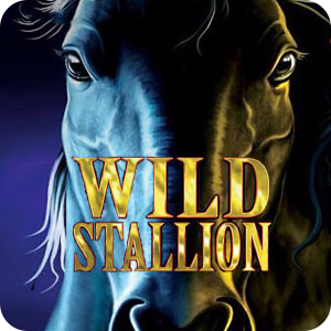 Wild Stallion